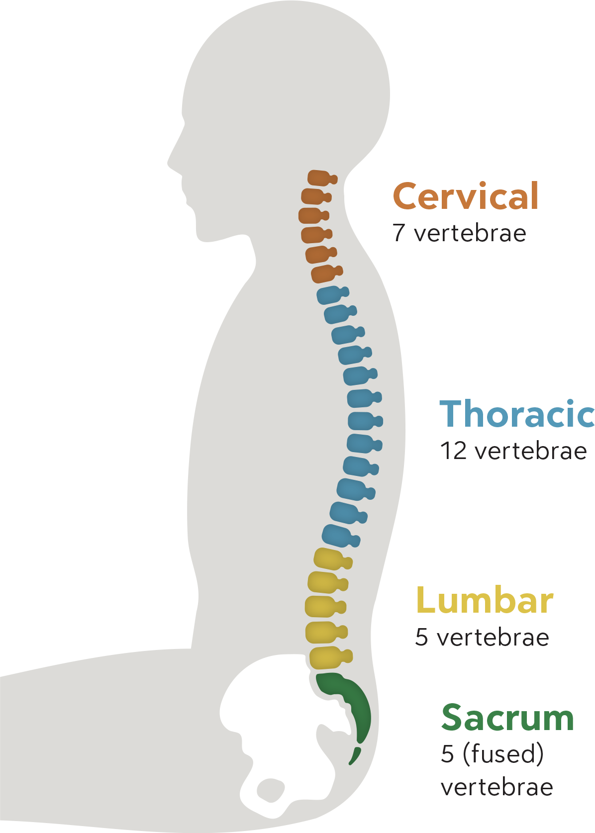 How To Sit In Good Posture The Biomechanics how-to-sit-in-good-posture-the-biomechanics